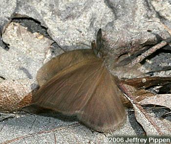 Gemmed Satyr (Cyllopsis gemma)