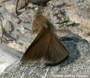 Gemmed Satyr (Cyllopsis gemma)