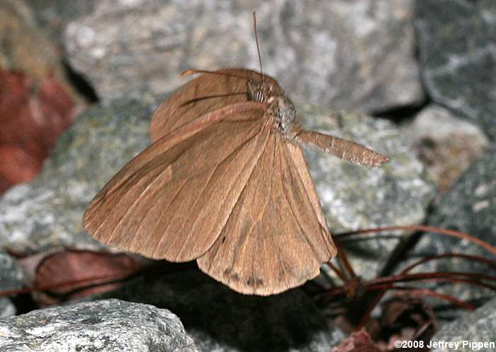 Gemmed Satyr (Cyllopsis gemma)