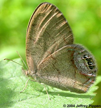 Gemmed Satyr (Cyllopsis gemma)