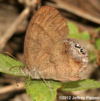 Gemmed Satyr (Cyllopsis gemma)