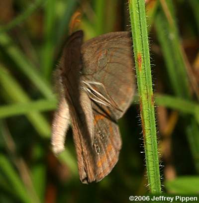 Georgia Satyr (Neonympha areolata) in flight