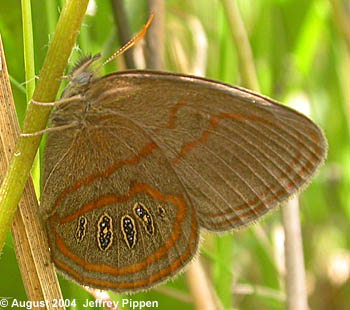 Georgia Satyr (Neonympha areolata)