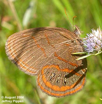 Georgia Satyr (Neonympha areolata)
