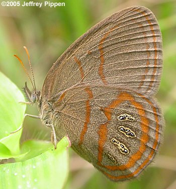 Georgia Satyr (Neonympha areolata areolata)