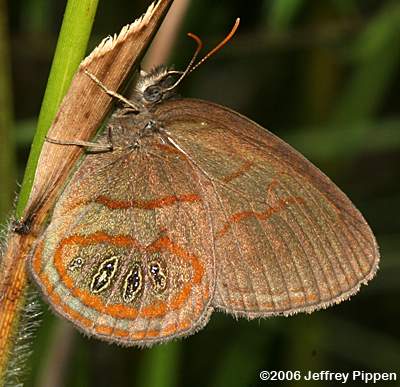 Georgia Satyr (Neonympha areolata areolata)