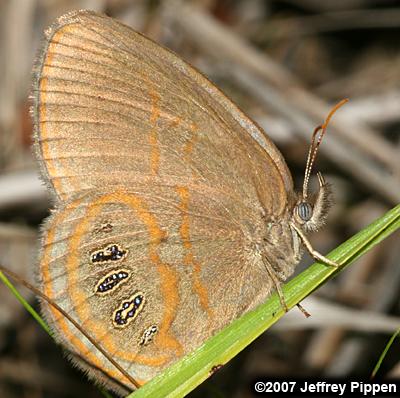 Georgia Satyr (Neonympha areolata areolata)
