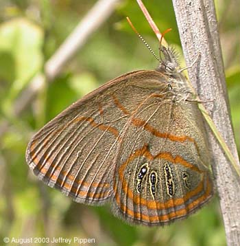 Georgia Satyr (Neonympha areolata)