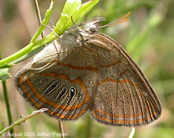 Georgia Satyr (Neonympha areolata)