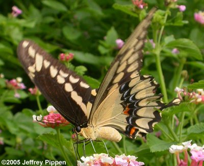 Giant Swallowtail (Heraclides cresphontes)