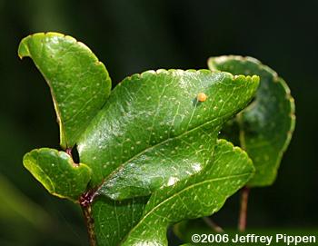 Giant Swallowtail (Heraclides cresphontes)