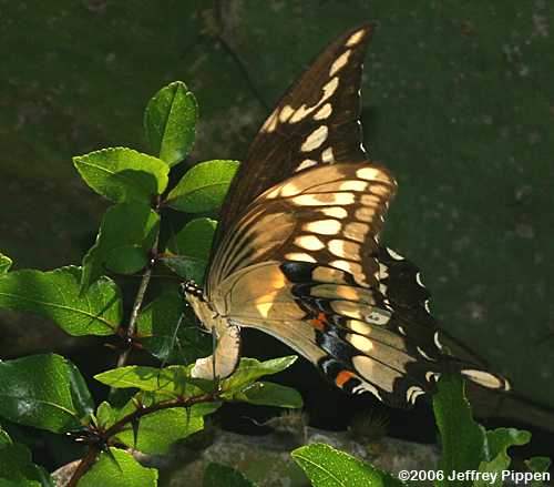 Giant Swallowtail (Heraclides cresphontes)