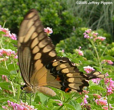 Giant Swallowtail (Papilio cresphontes)