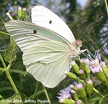 Giant White (Ganyra josephina)
