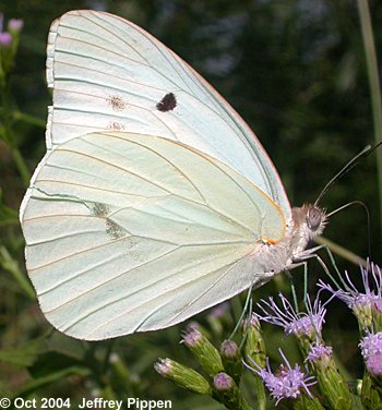 Giant White (Ganyra josephina)