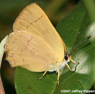 Golden Hairstreak (Habrodais grunus)