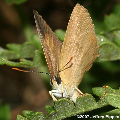 Golden Hairstreak (Habrodais grunus)