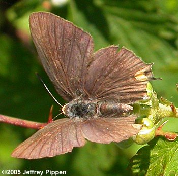 Gray Hairstreak (Strymon melinus)