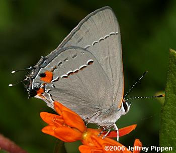 Gray Hairstreak (Strymon melinus)