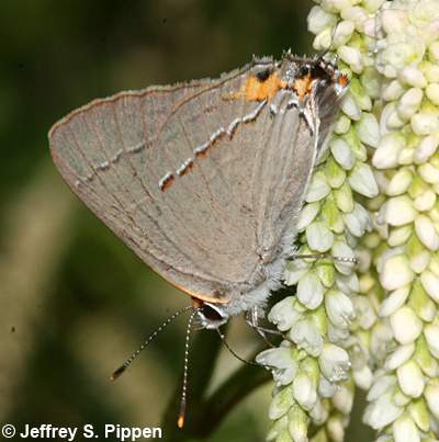 Gray Hairstreak (Strymon melinus)
