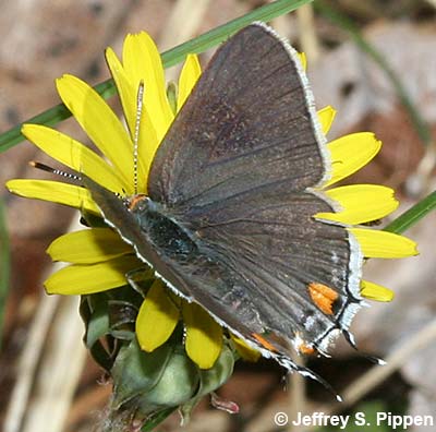 Gray Hairstreak (Strymon melinus)