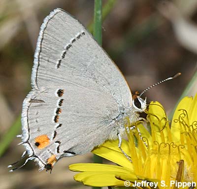 Gray Hairstreak (Strymon melinus)