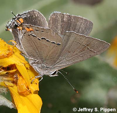 Gray Hairstreak (Strymon melinus)