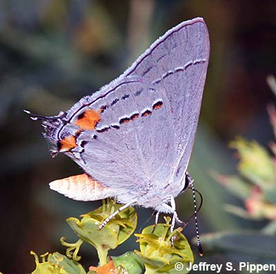 Gray Hairstreak (Strymon melinus)