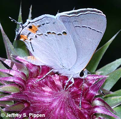 Gray Hairstreak (Strymon melinus)