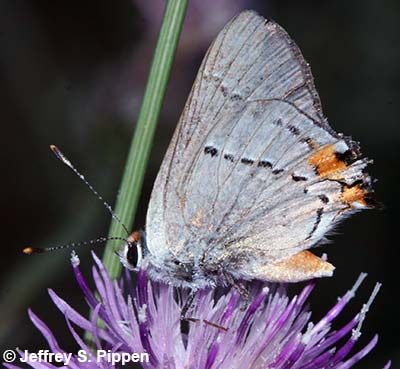 Gray Hairstreak (Strymon melinus)