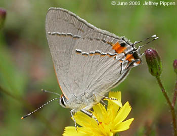 Gray Hairstreak (Strymon melinus)