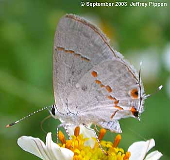 Gray Ministreak (Ministrymon azia)