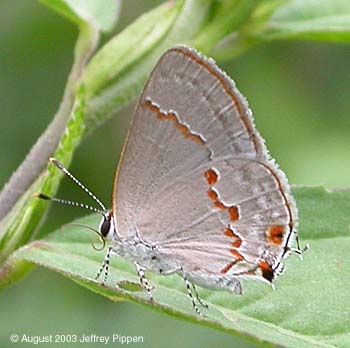 Gray Ministreak (Ministrymon azia)