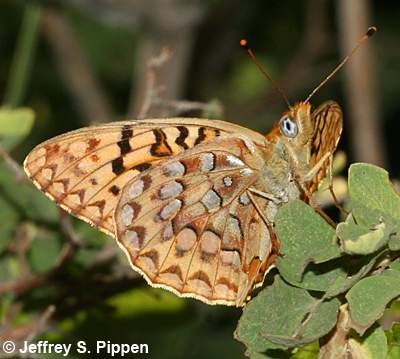 Great Basin Fritillary (Argynnis egleis)