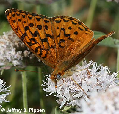 Great Basin Fritillary (Argynnis egleis)