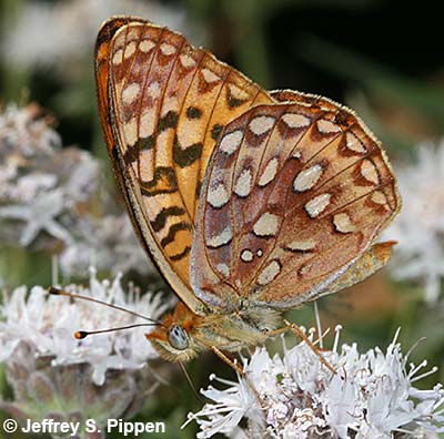Great Basin Fritillary (Argynnis egleis)