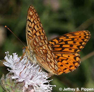 Great Basin Fritillary (Argynnis egleis)