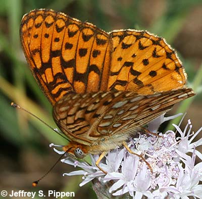 Great Basin Fritillary (Argynnis egleis)