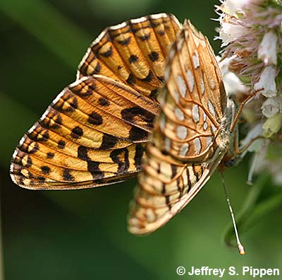 Great Basin Fritillary (Argynnis egleis)