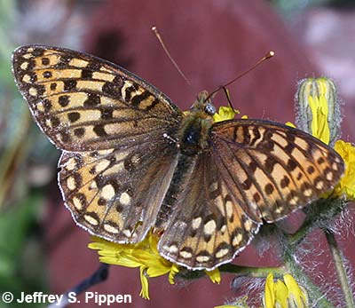 Great Basin Fritillary (Argynnis egleis)