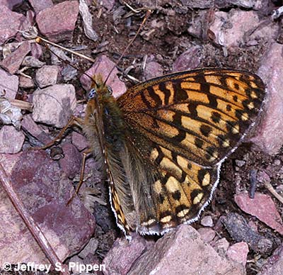 Great Basin Fritillary (Argynnis egleis)