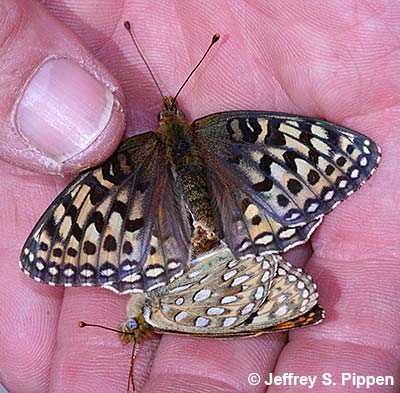 Great Basin Fritillary (Argynnis egleis)