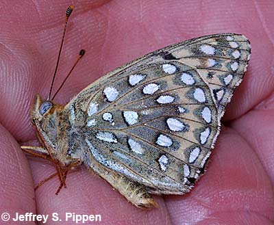 Great Basin Fritillary (Argynnis egleis)
