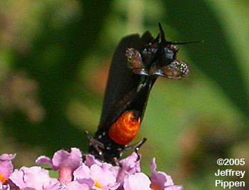 Great Purple Hairstreak (Atlides halesus)