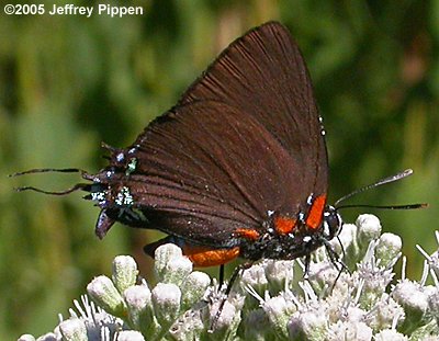 Great Purple Hairstreak (Atlides halesus)