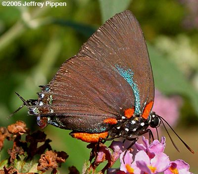Great Purple Hairstreak (Atlides halesus)