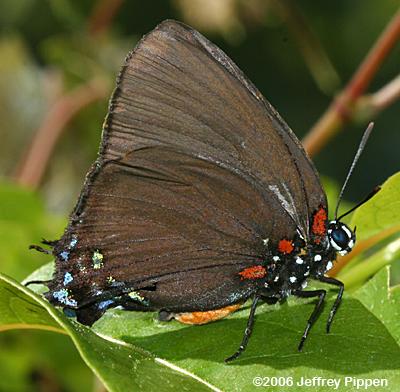 Great Purple Hairstreak (Atlides halesus)