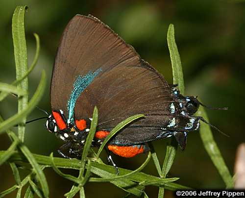 Great Purple Hairstreak (Atlides halesus)