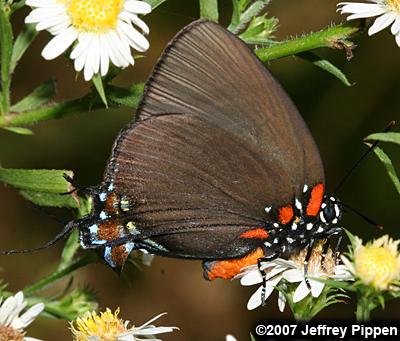 Great Purple Hairstreak (Atlides halesus)