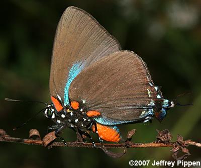 Great Purple Hairstreak (Atlides halesus)